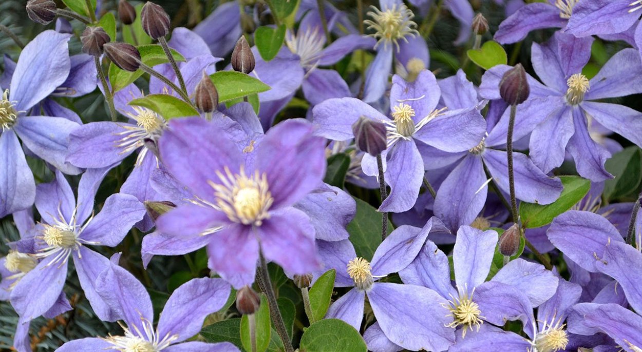 Клематис Инспирейшн Зоин