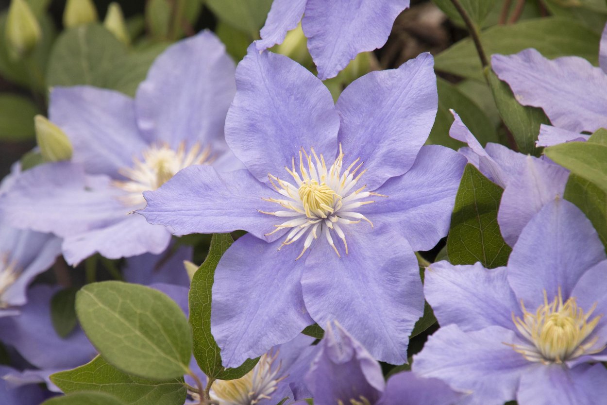 Клематисы durandii