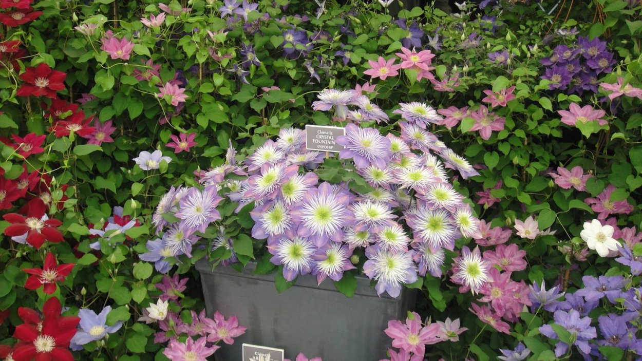 Клематис почвопокровники