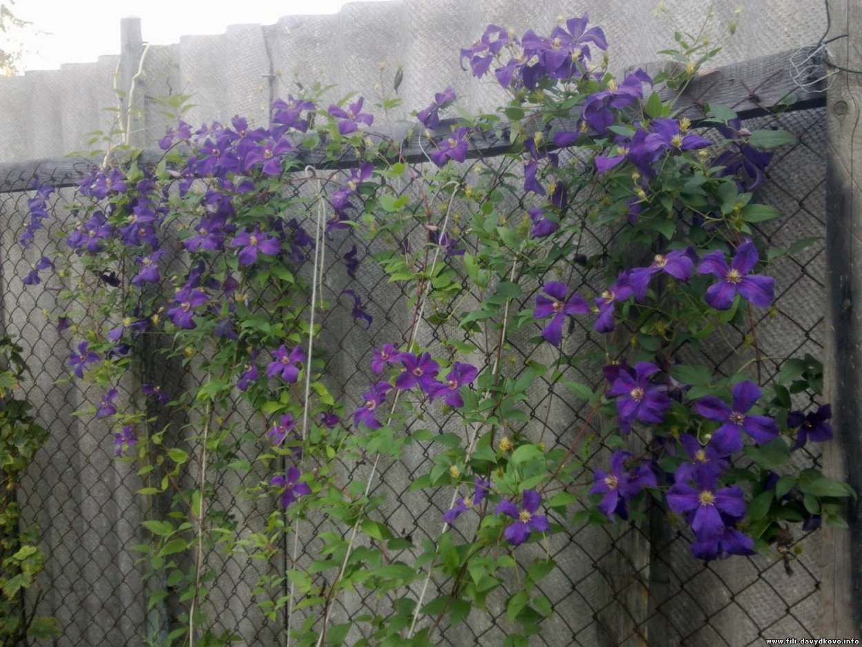 Клематис витивестер