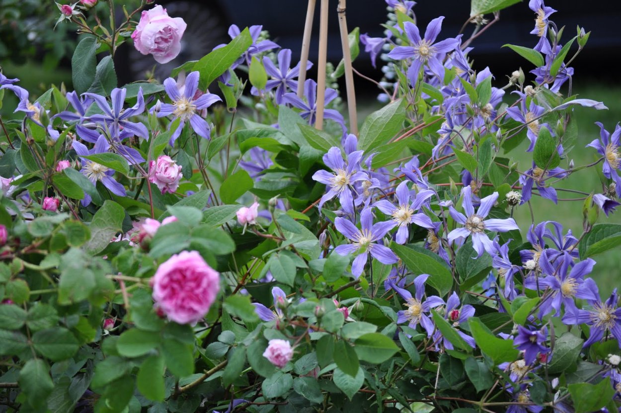 Клематис сапфир индиго