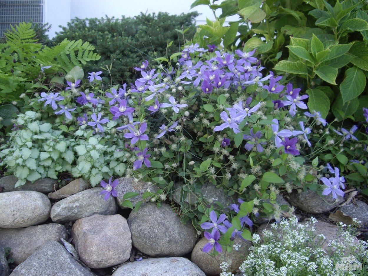 Клематис почвопокровный