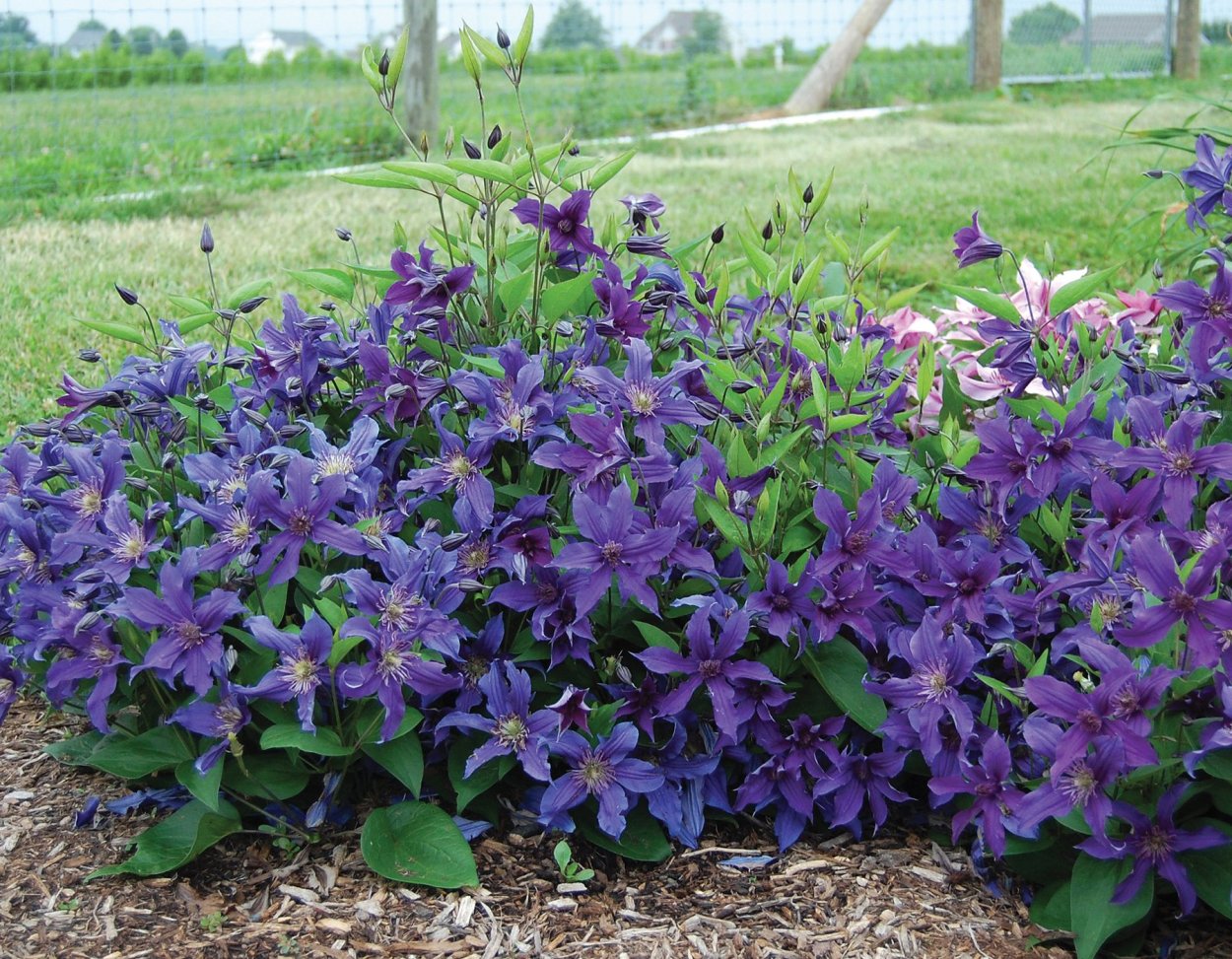 Клематис гибридный Арабелла