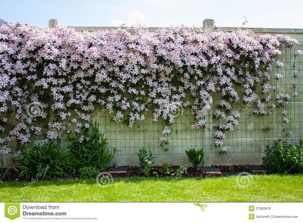 Гортензия плетистая черешковая