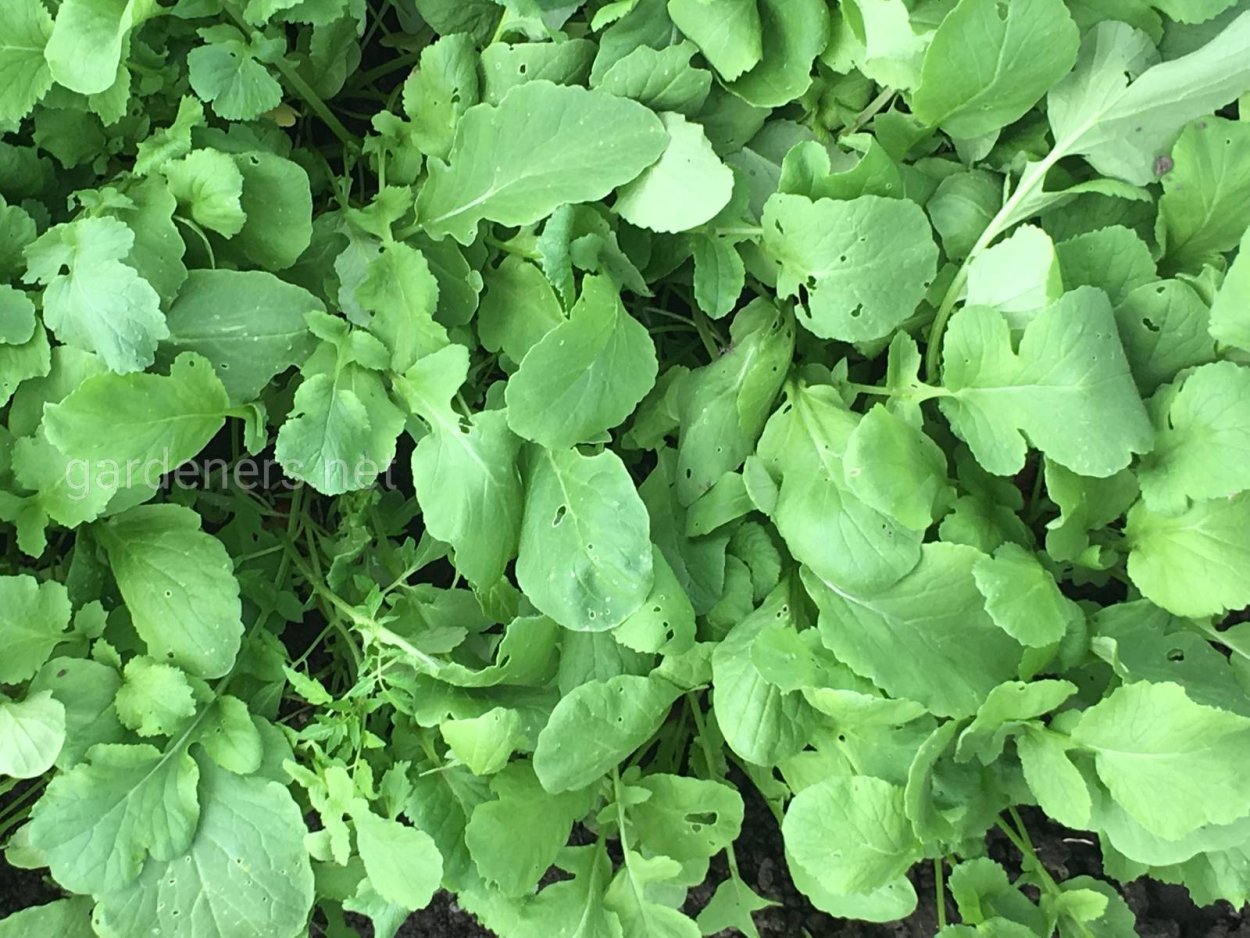 Листья редиски