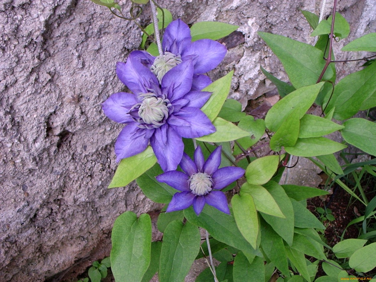 Клематис Вьюнок
