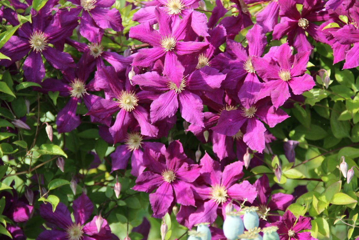 Клематис Монтана var. Wilsonii