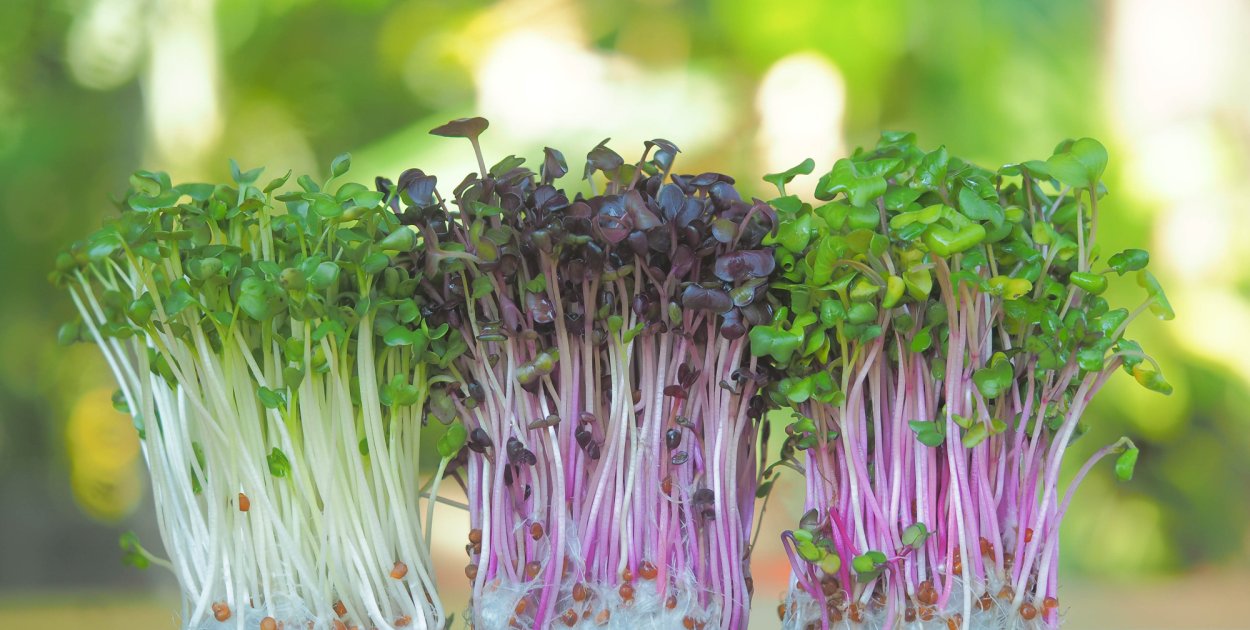 Редька на диете