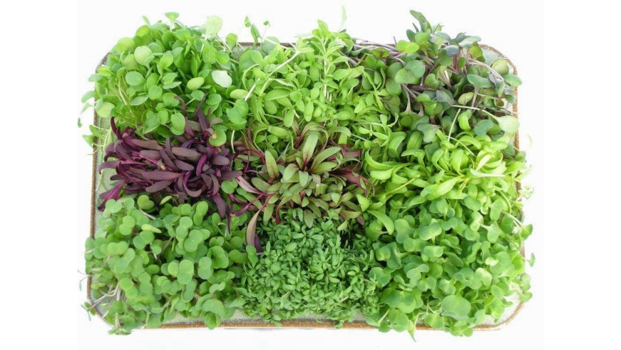 Зеленая редька с ботвой