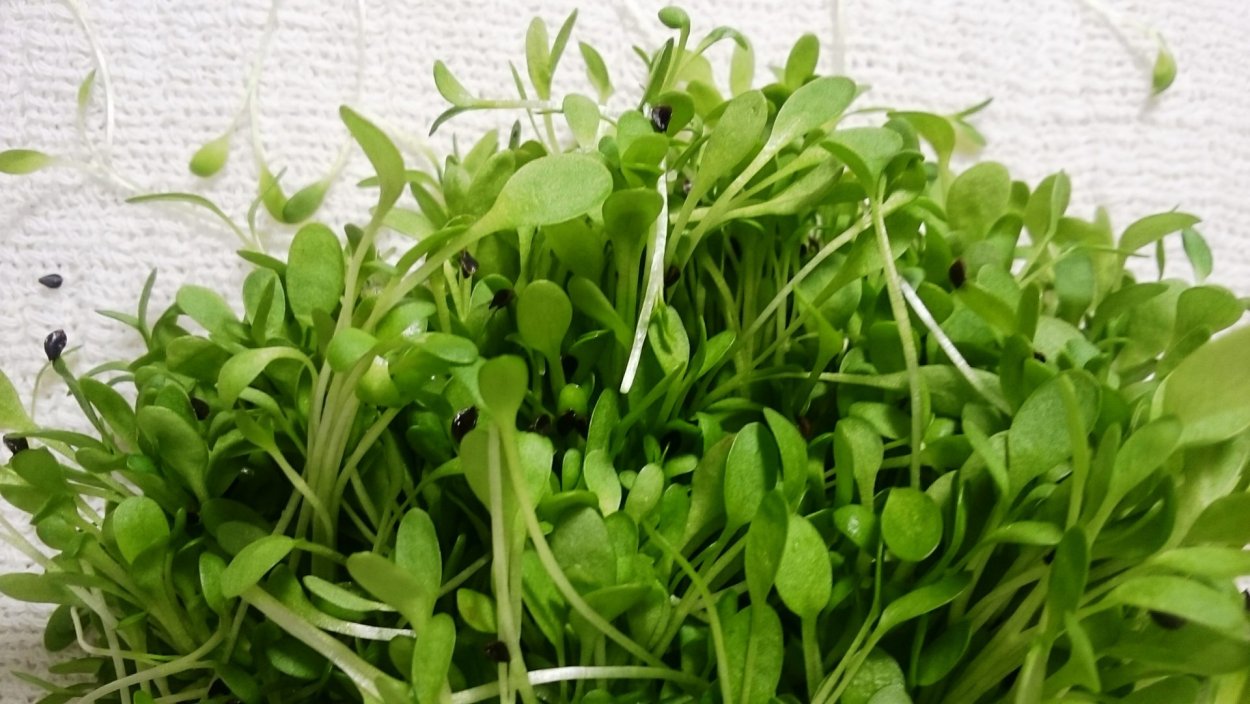 Редис дайкон семена Органик