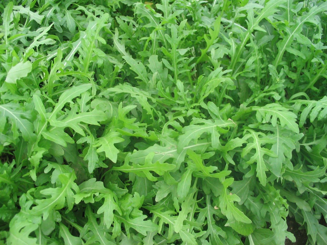 Васаби индау