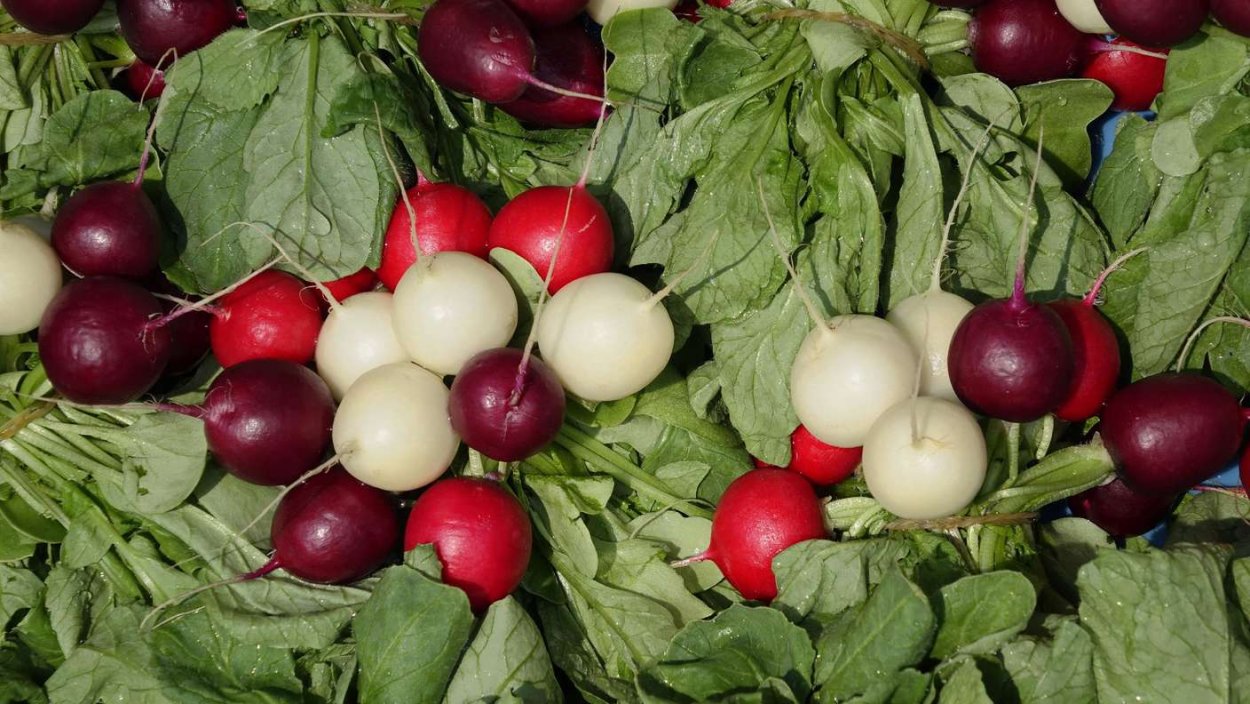 Radish Day in Ireland