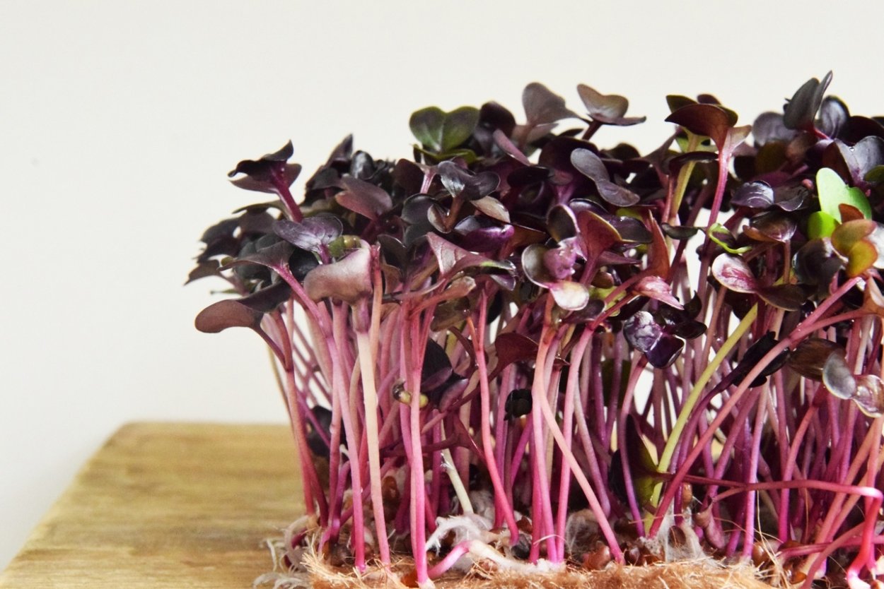 Зелин Кейл Мизуна.