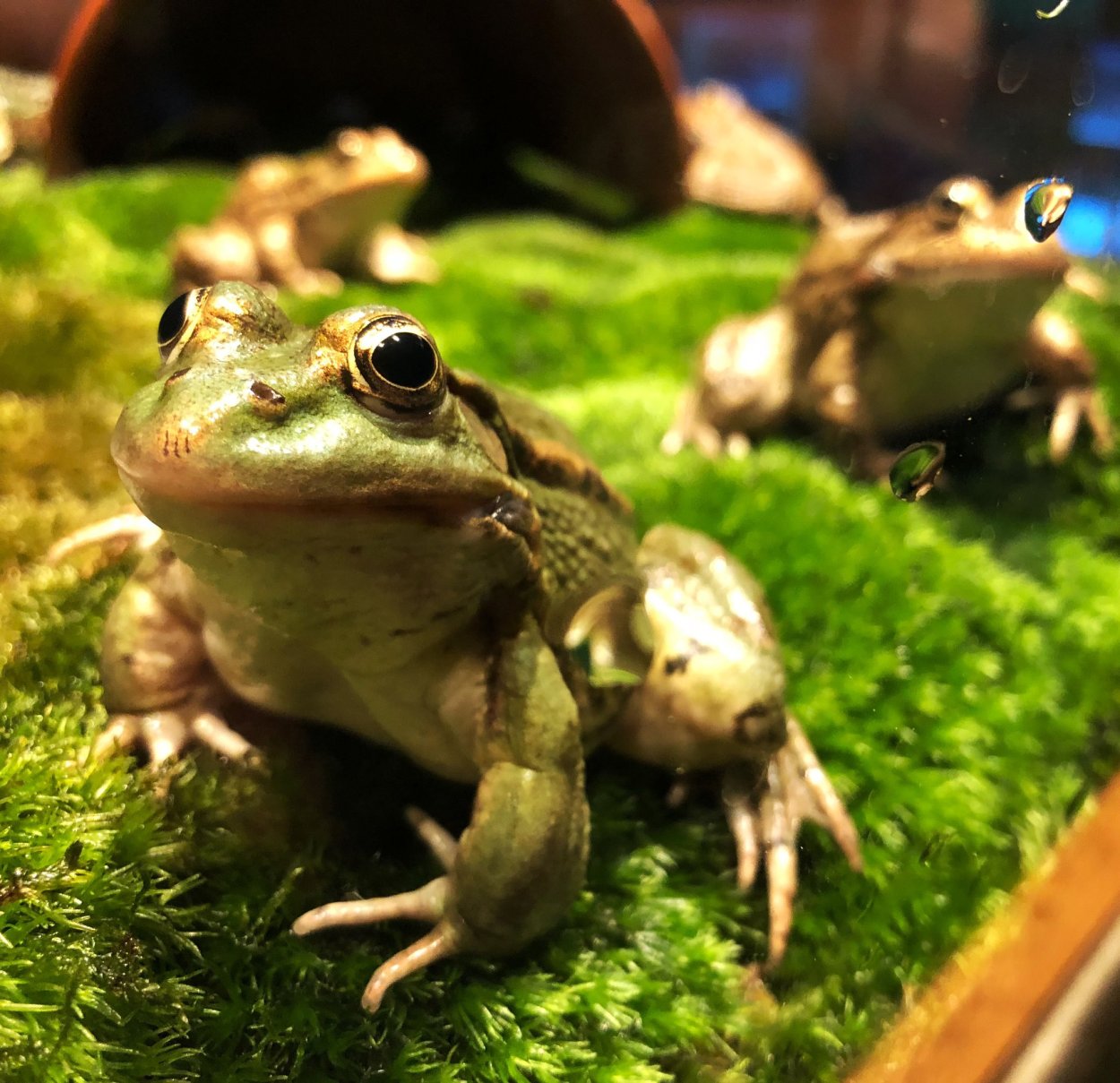 Валония пузатая