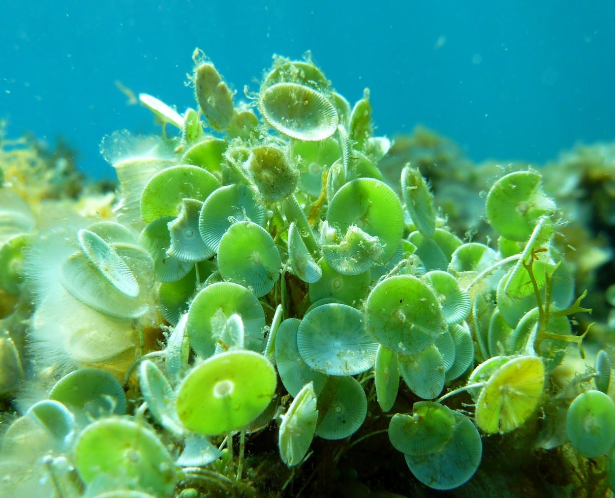 Одноклеточная водоросль ацетабулярия