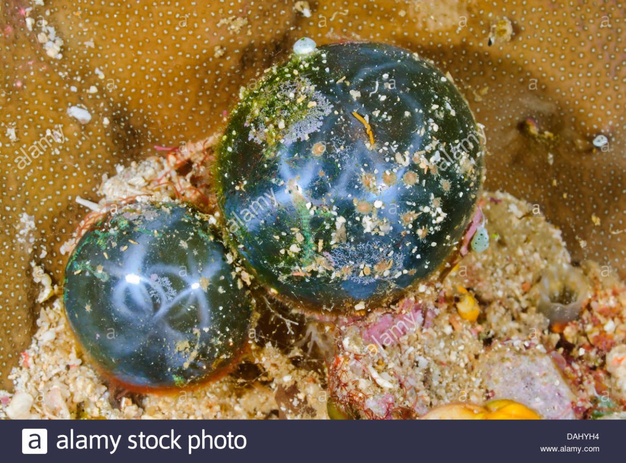 Валония пузатая