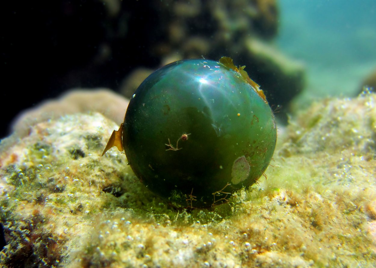 Зеленая водоросль Валония пузатая