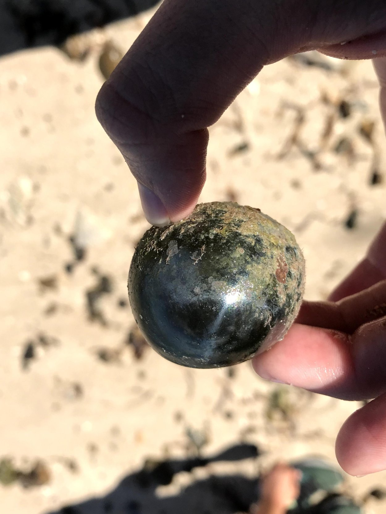 Валония пузатая