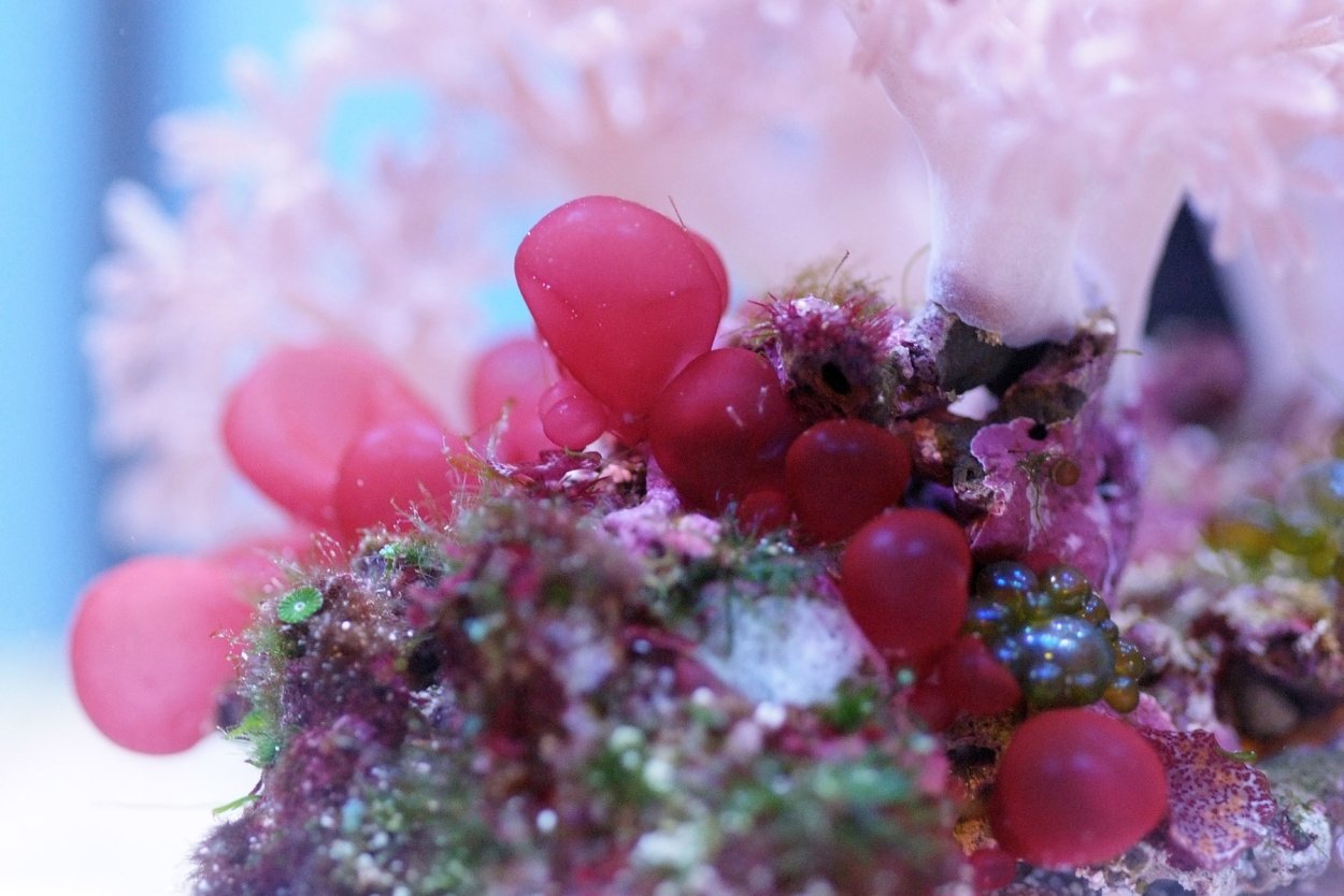 Botryocladia skottsbergii