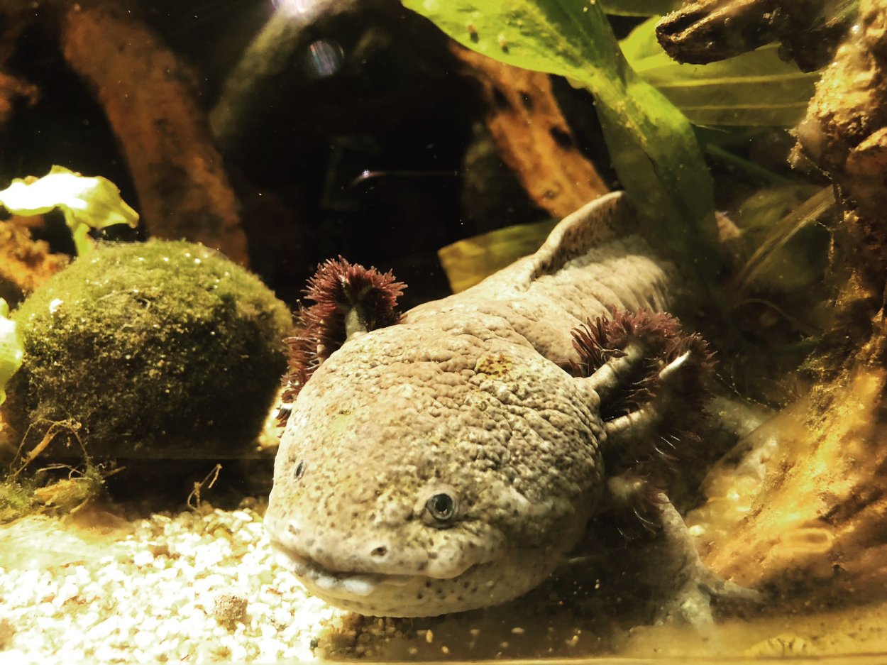 Валония пузатая в аквариуме