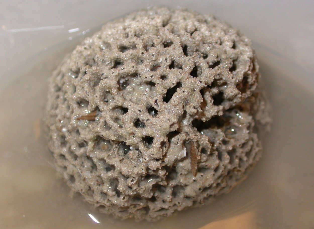 Ксенофиофоры гигантские одноклеточные