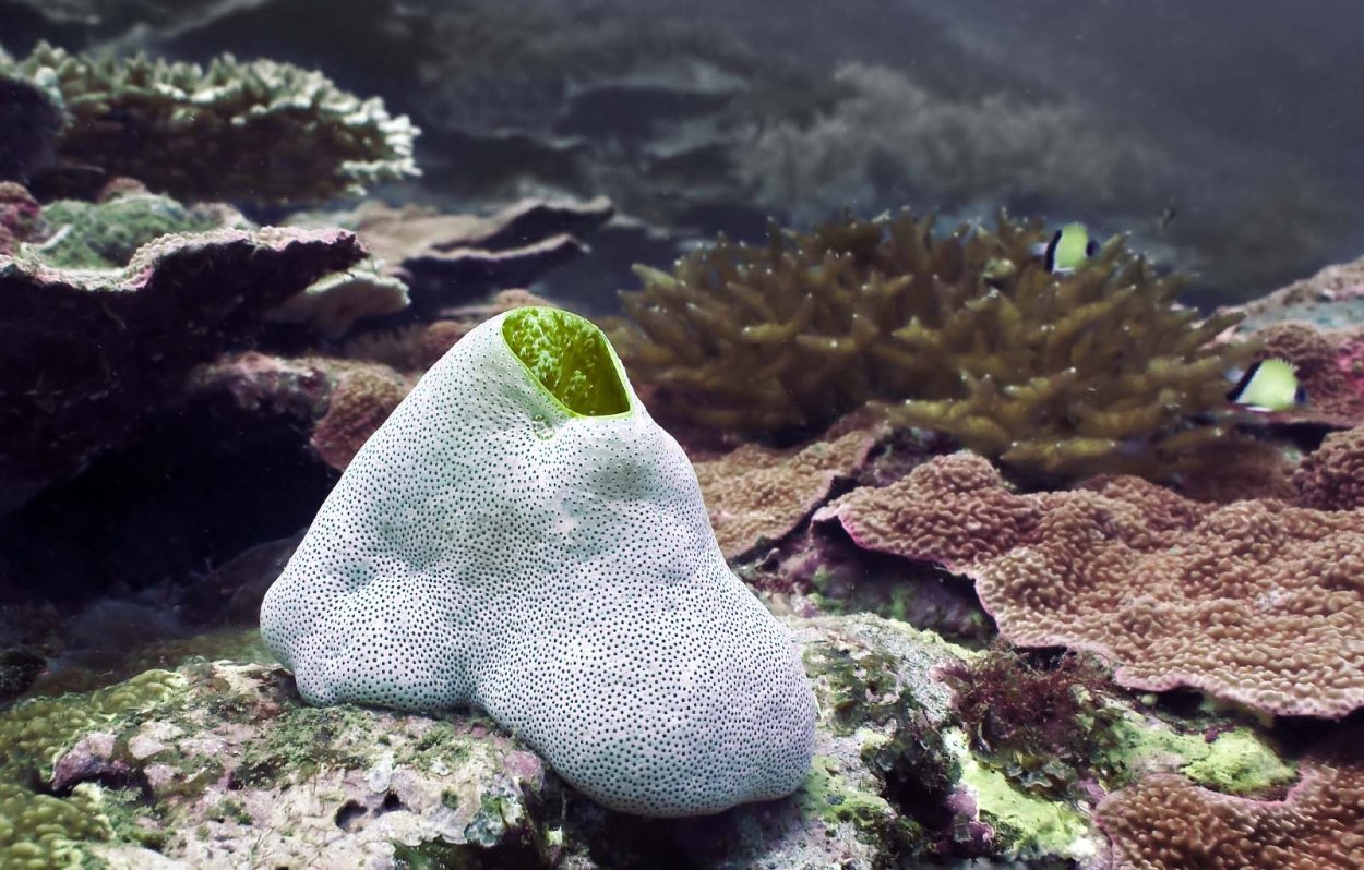 Valonia водоросль