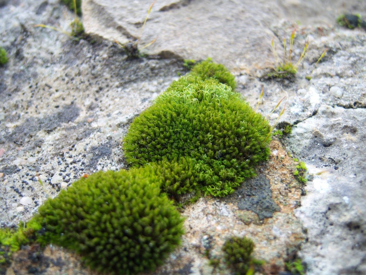 Валония пузатая