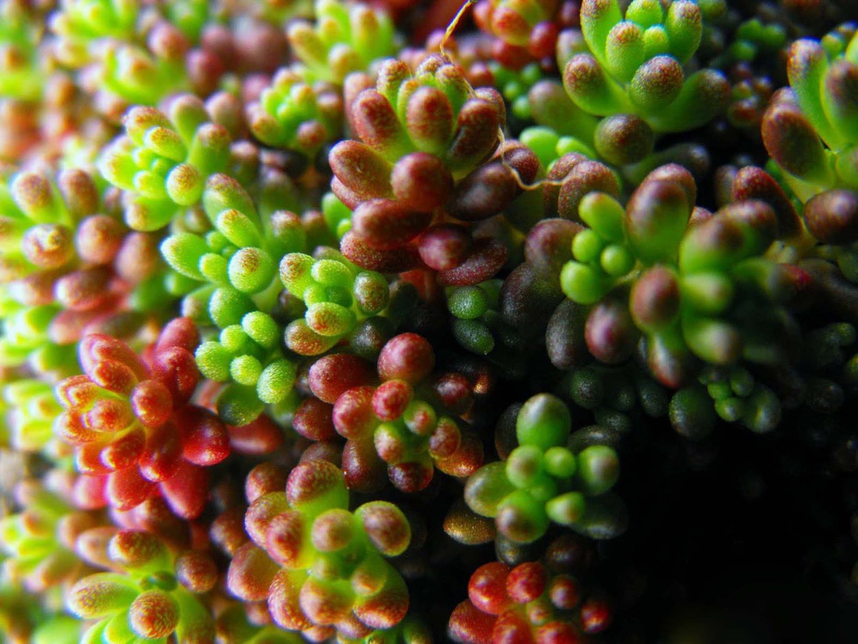 Микрофлора цветы