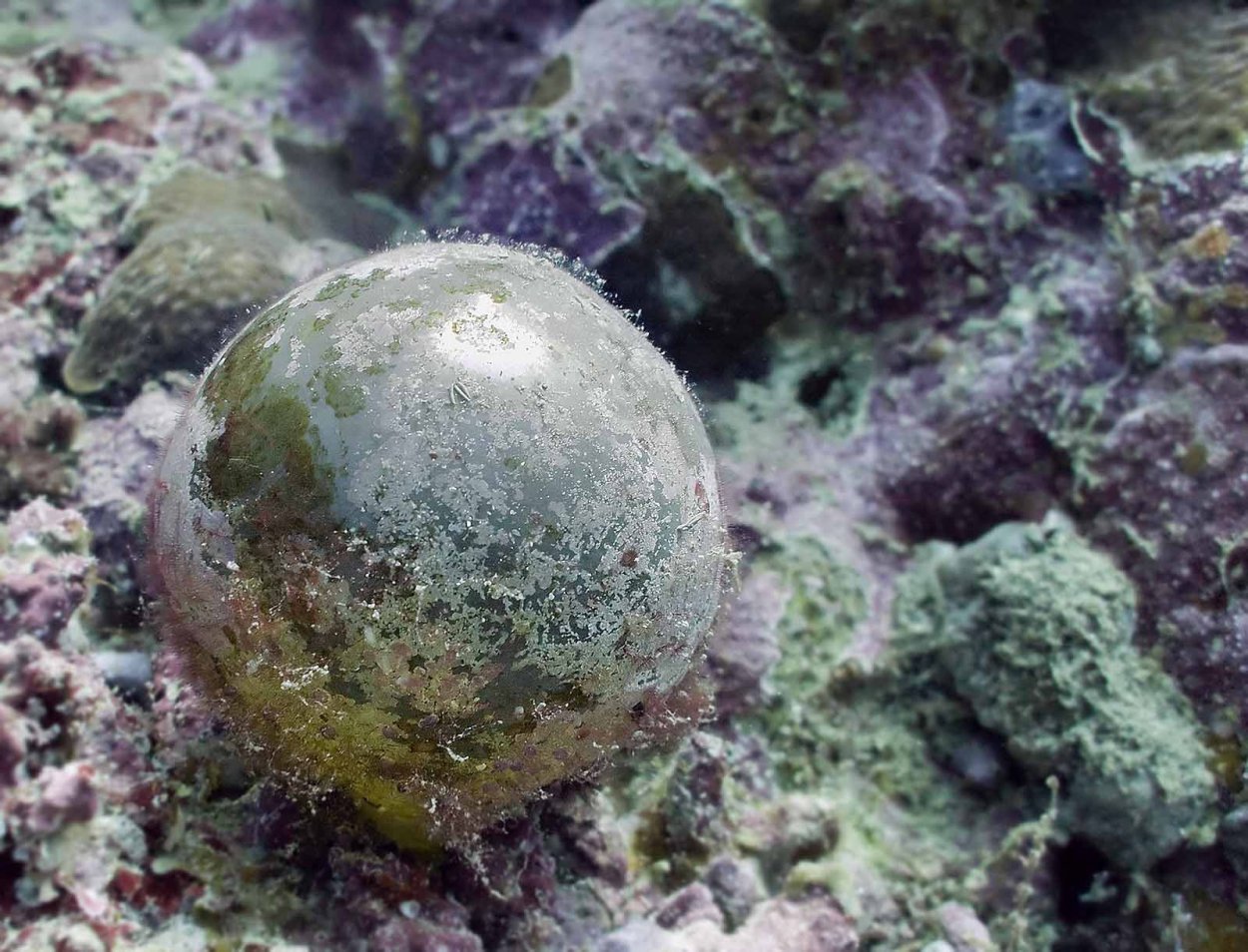 Водоросли Валония пузатая