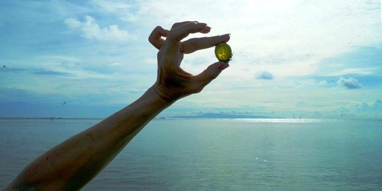 Водоросли на камнях в море