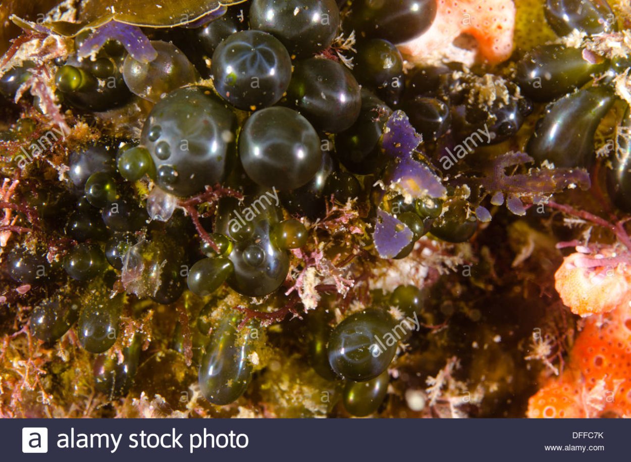 Валония пузатая в разрезе