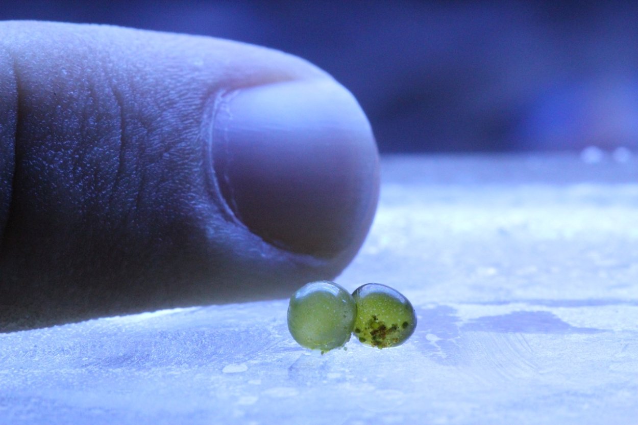 Девушки Биг Белли стаффинг