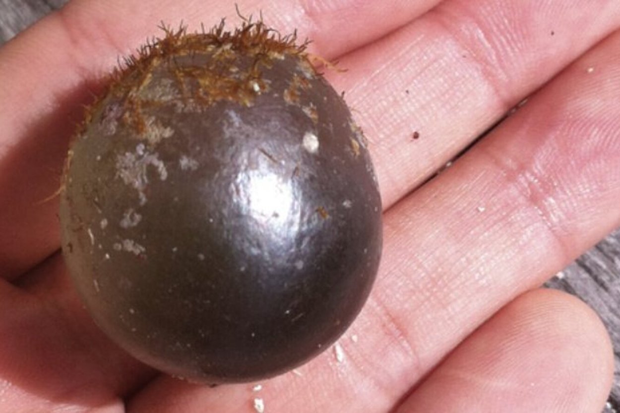 Самая большая клетка