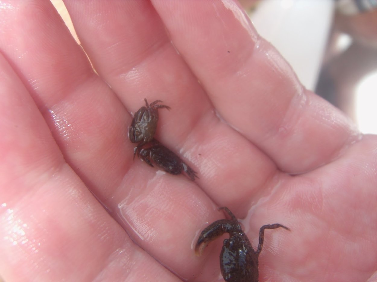 Волония пузатая волония пузатая