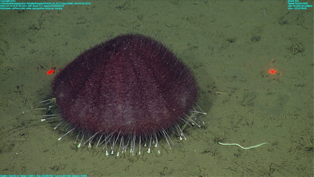 Глаз моряка