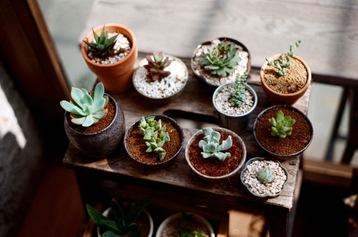 Папоротник монстера акравель