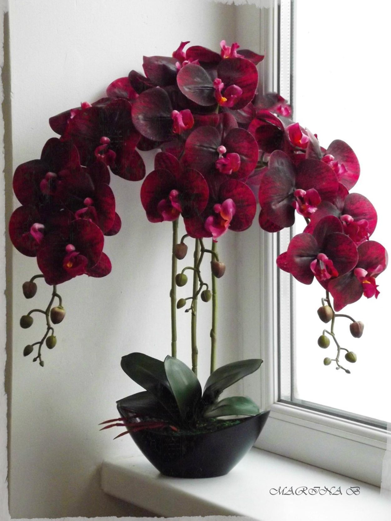 Тилландсия Анита цветок