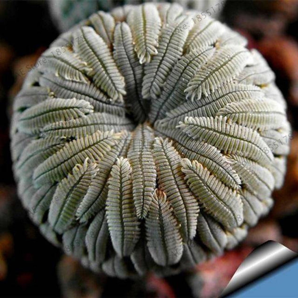 Бромелиевые Суккуленты