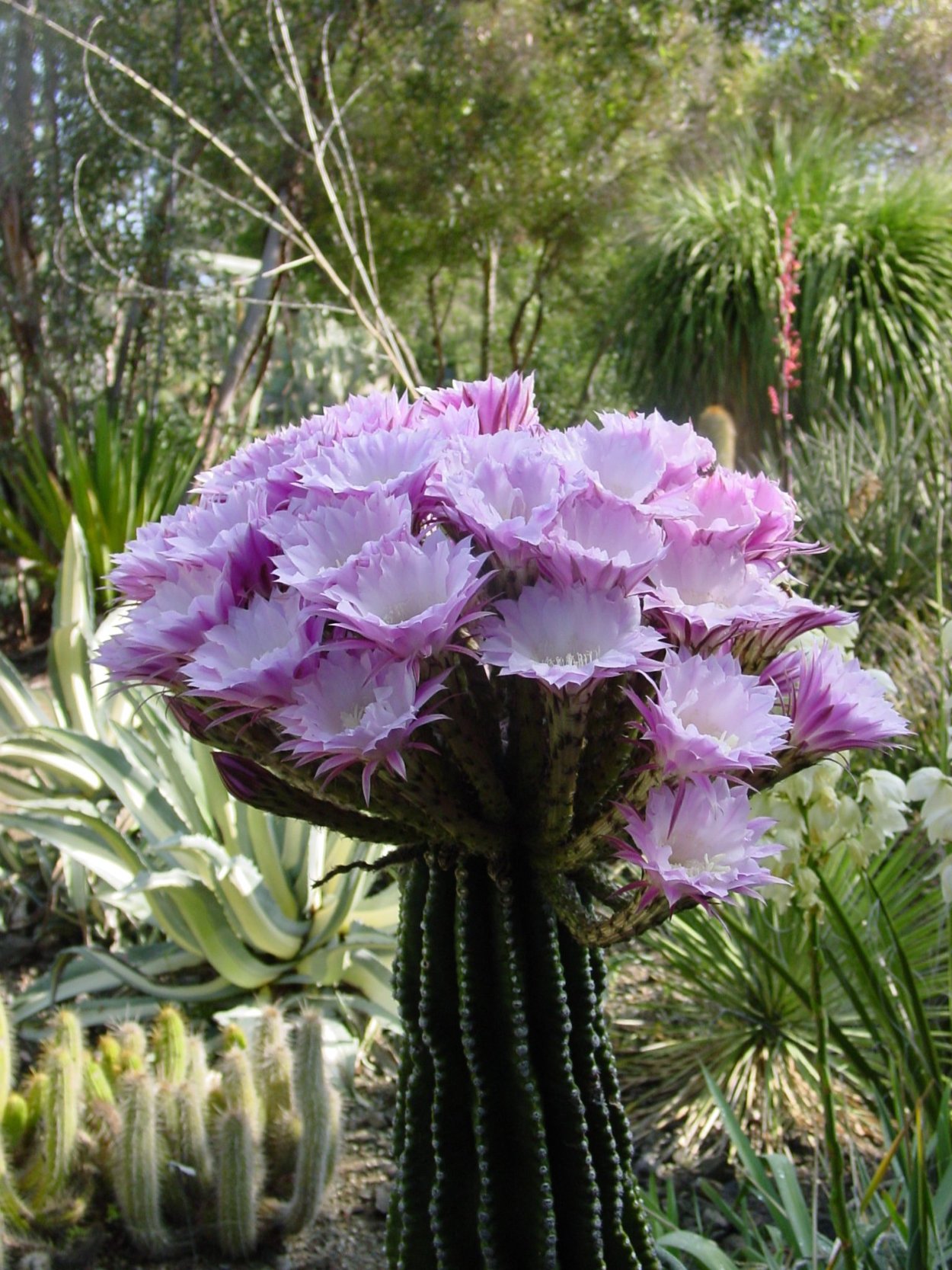 Таварезия анголенсис