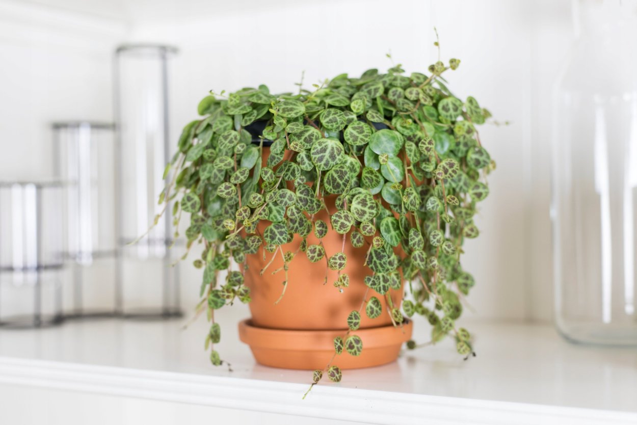 Пеперомия prostrata