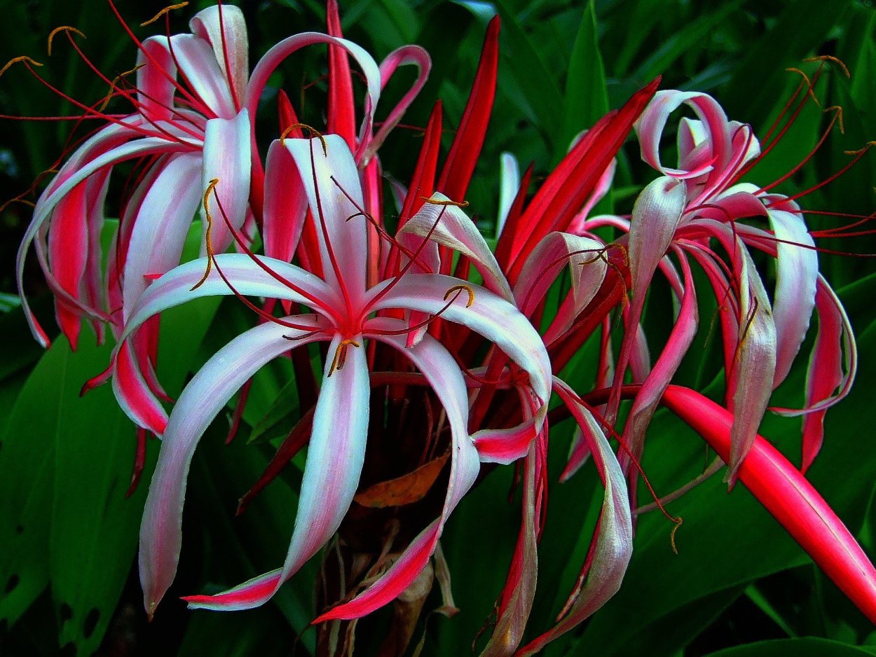 Саррацения гелиамфора