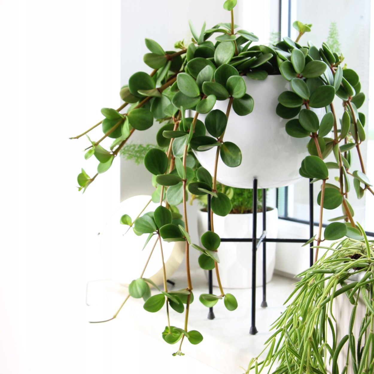 Пеперомия Альба