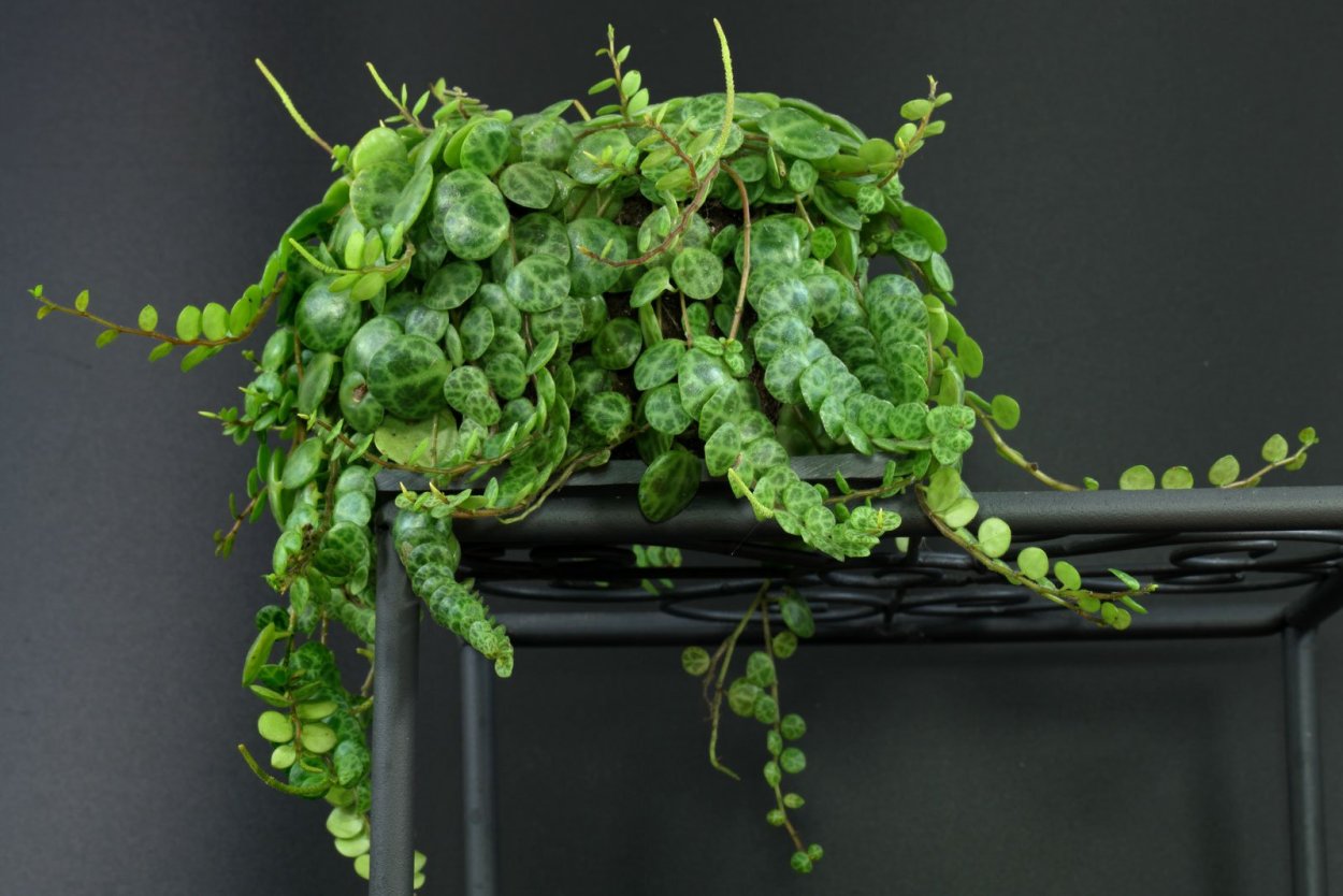 Пеперомия prostrata