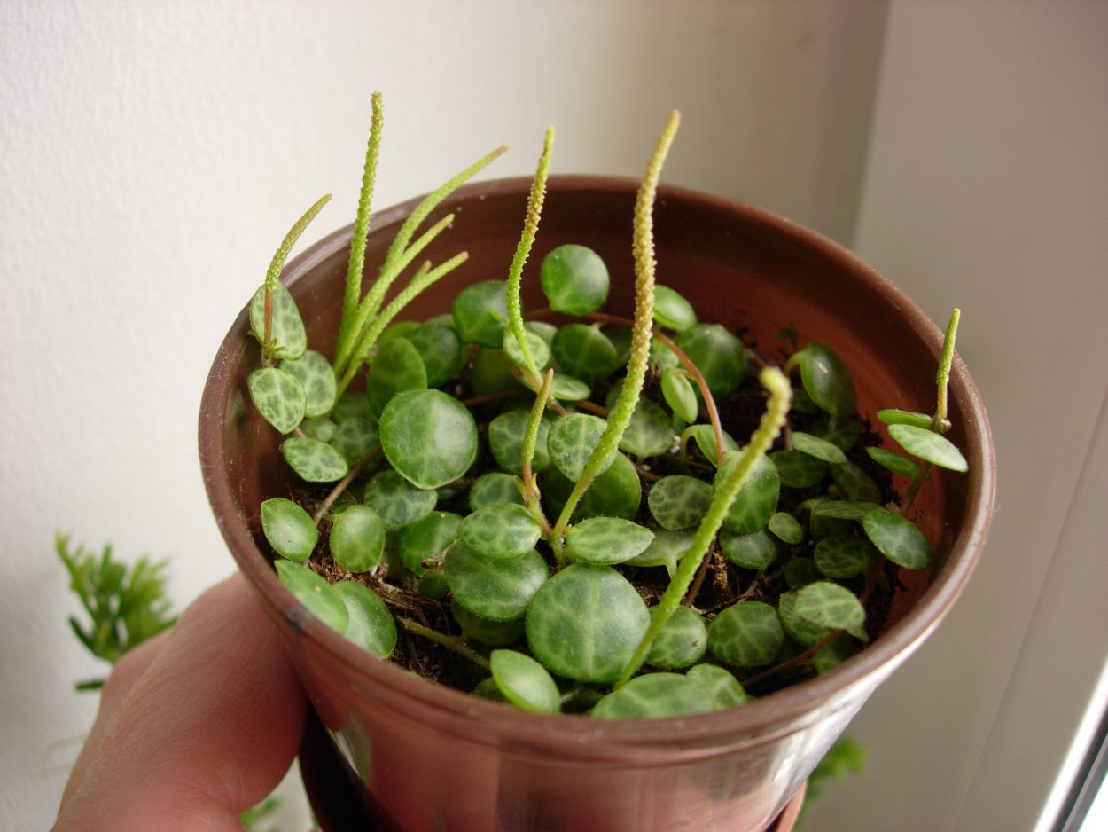 Пеперомия монетолистная Пеперомия Прострата