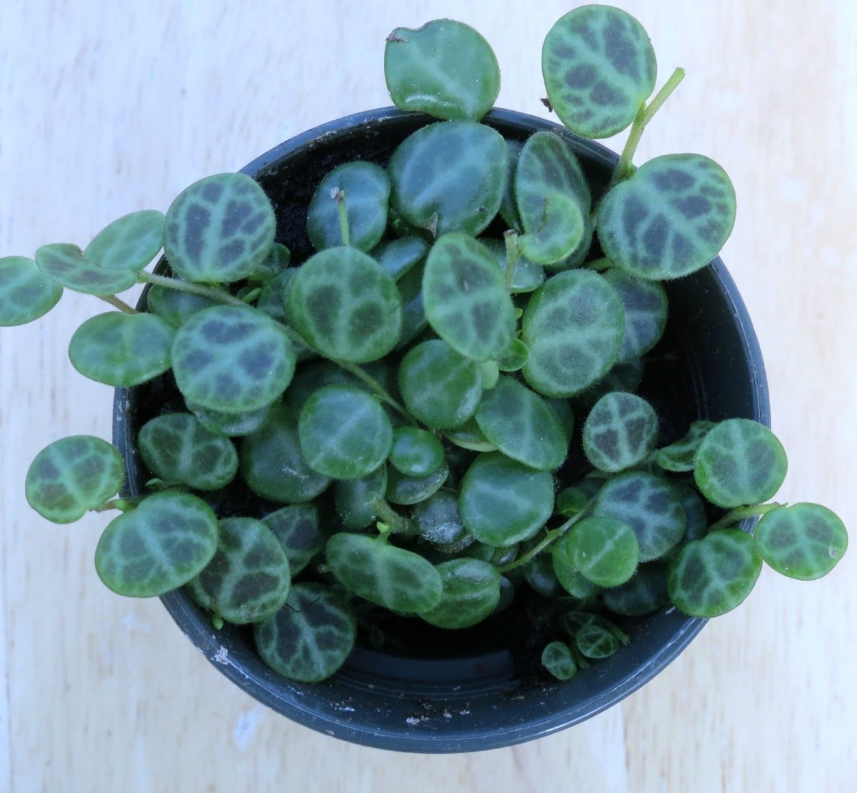 Пеперомия Ванда