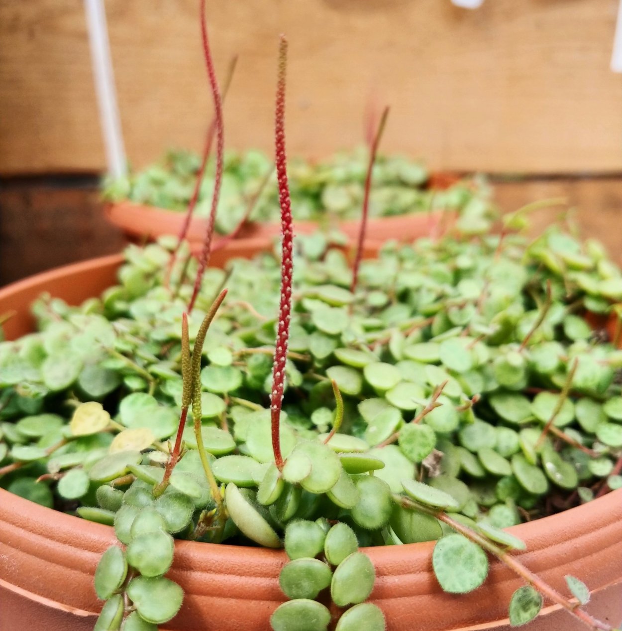 Пеперомия Аргирея