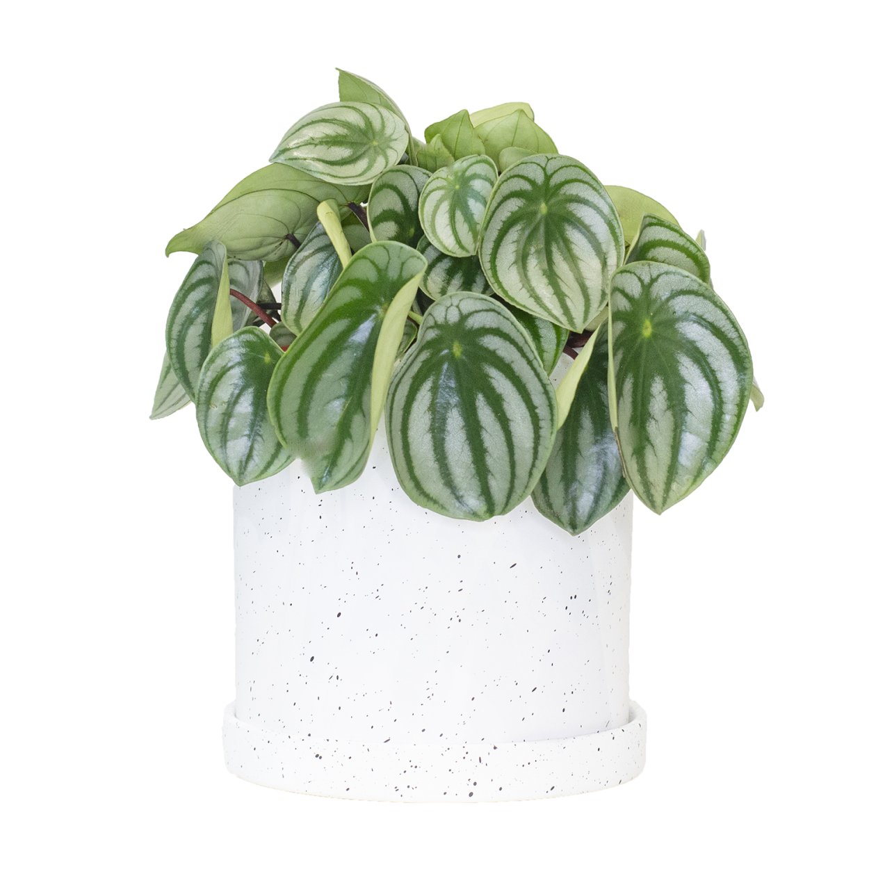 Пеперомия Бразилия