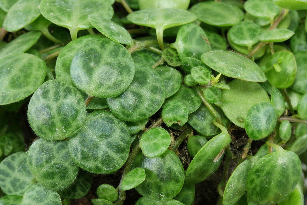 Пеперомия Argyreia