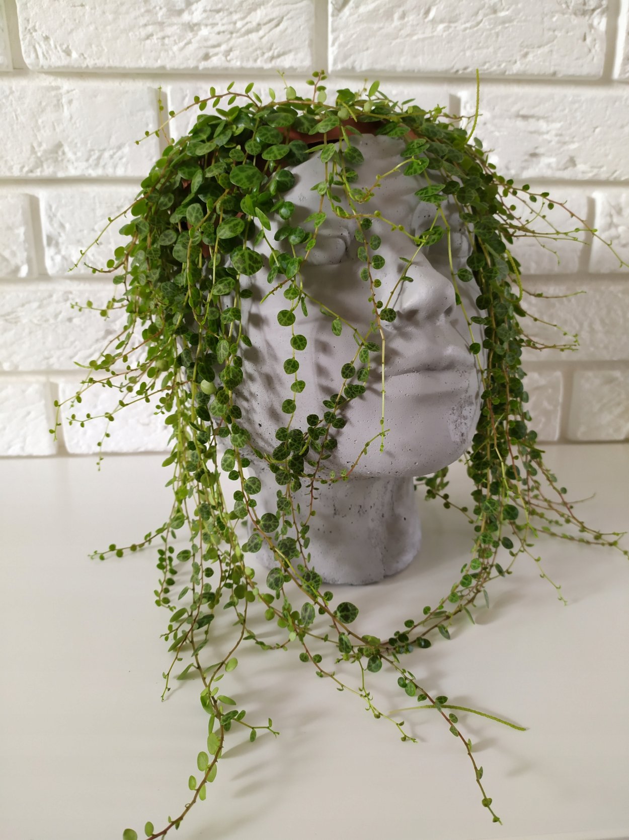 Пеперомия Прострата цветок