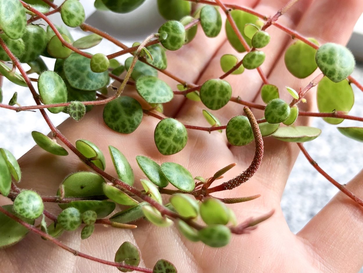 Peperomia prostrata String of Turtles